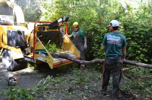 tree services Bristow Cove